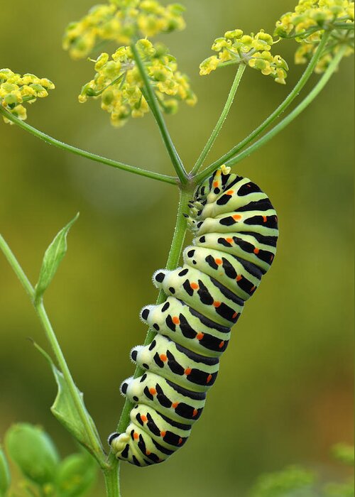 Feb0514 Greeting Card featuring the photograph Oldworld Swallowtail Caterpillar by Thomas Marent