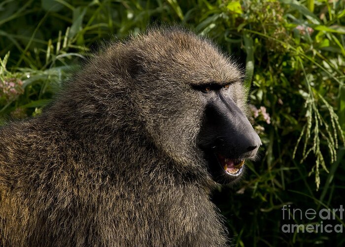 Papio Anubis Greeting Card featuring the photograph Olive Baboon  #0685 by J L Woody Wooden
