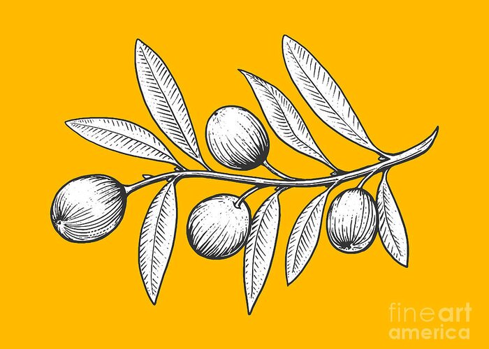 Engraving Greeting Card featuring the digital art Olive Branch Engraving Style Vector by Alexander p