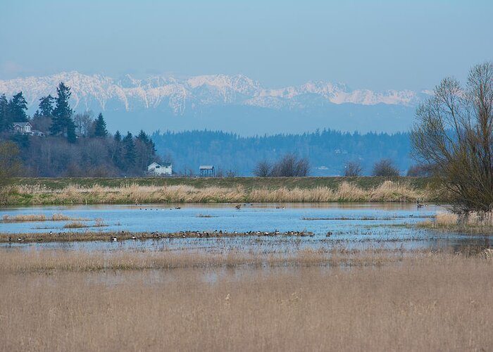 Nisqually National Wildlife Refuge Greeting Card featuring the photograph Olympic View by Tikvah's Hope