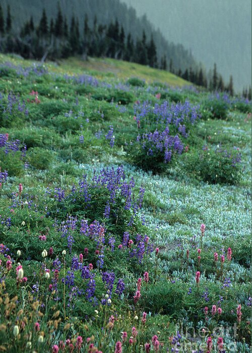 Wildflowers Greeting Card featuring the photograph Olympic Wildflowers by Chris Scroggins