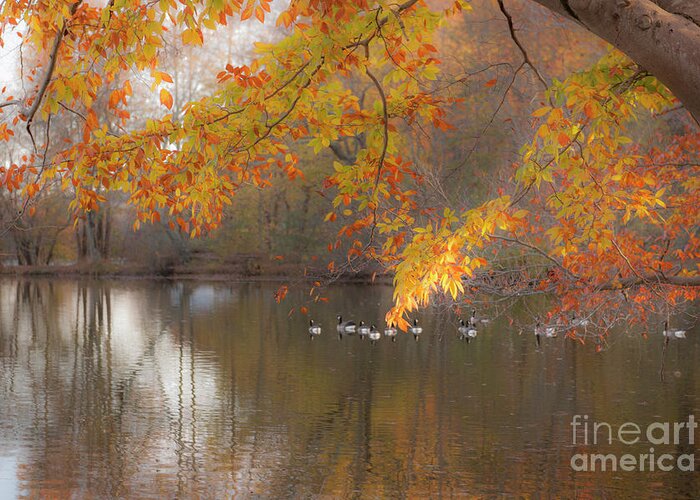 Pond Greeting Card featuring the photograph Peavefull Pond Reflections by Dale Powell