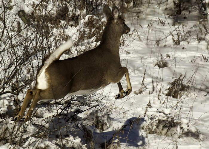  Whitetail Deer Greeting Card featuring the photograph On The Fly by Thomas Young