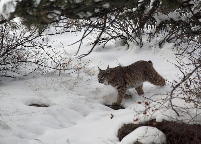 Bobcat Greeting Card featuring the photograph Bobcat On The Prowl by Shane Bechler