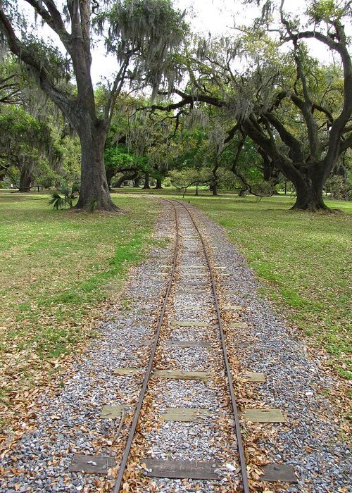 On The Right Track Greeting Card featuring the photograph On the right track by Beth Vincent
