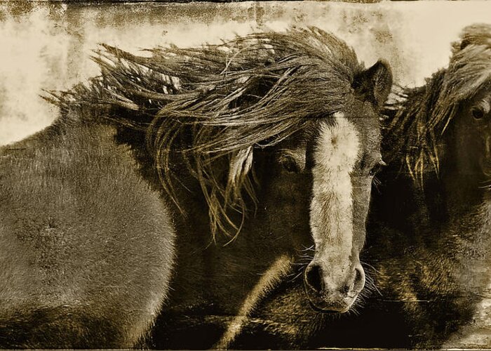 Pony Greeting Card featuring the photograph Winds of Time by Amanda Smith
