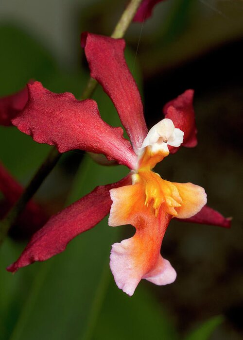 Plant Greeting Card featuring the photograph Oncidium Ornithorhynchum Hybrid Orchid by Nigel Downer