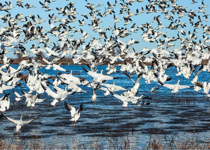 Snow Geese Greeting Card featuring the photograph One Coot by Kathleen Bishop