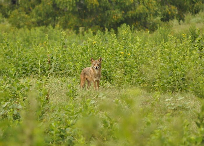 The Coyote Greeting Card featuring the photograph One Coyote Happy by Eric Liller