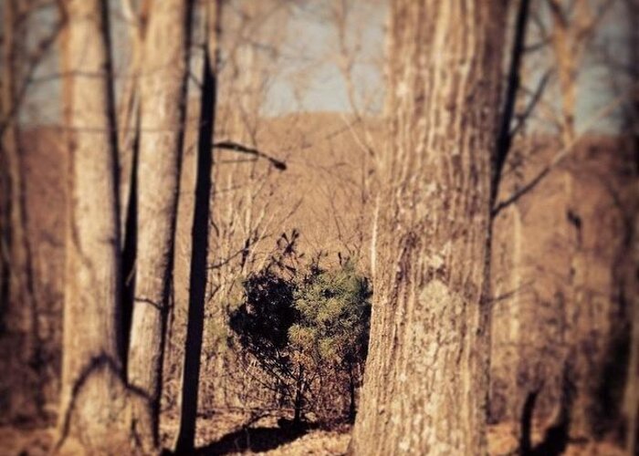 Amherstcounty Greeting Card featuring the photograph One Of The Sweet Little Pines That Give by Carla Hufstedler