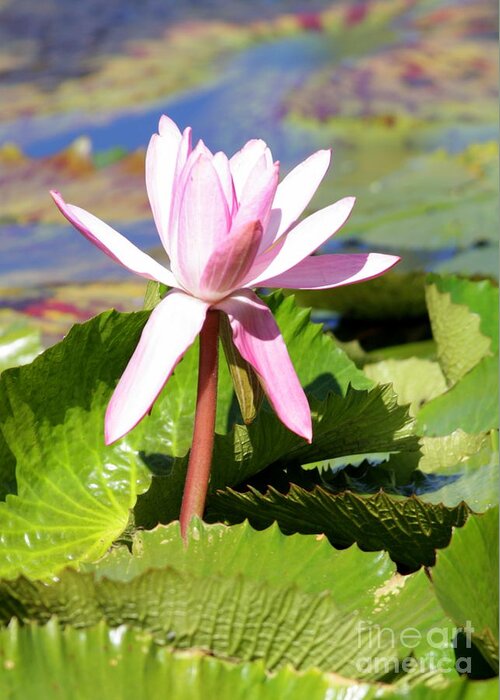 Water Lily Greeting Card featuring the photograph One Pink Water Lily by Carol Groenen