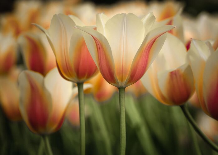 Tulip Greeting Card featuring the photograph Only Tulips by James Barber