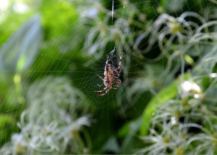 Orb Weaver Spider Greeting Card featuring the photograph Open Air Market by Laureen Murtha Menzl