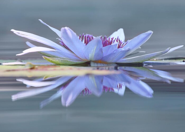 Water Lily Greeting Card featuring the photograph Open to the Sun by Leda Robertson