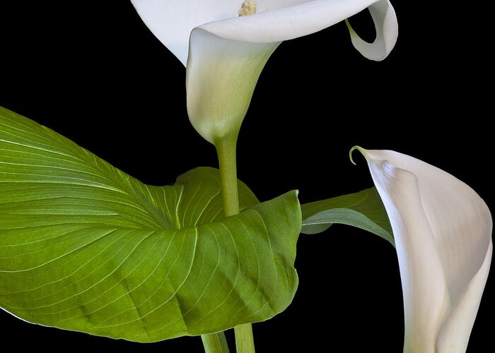 White Calla Greeting Card featuring the photograph Open white calla lily I by Heiko Koehrer-Wagner