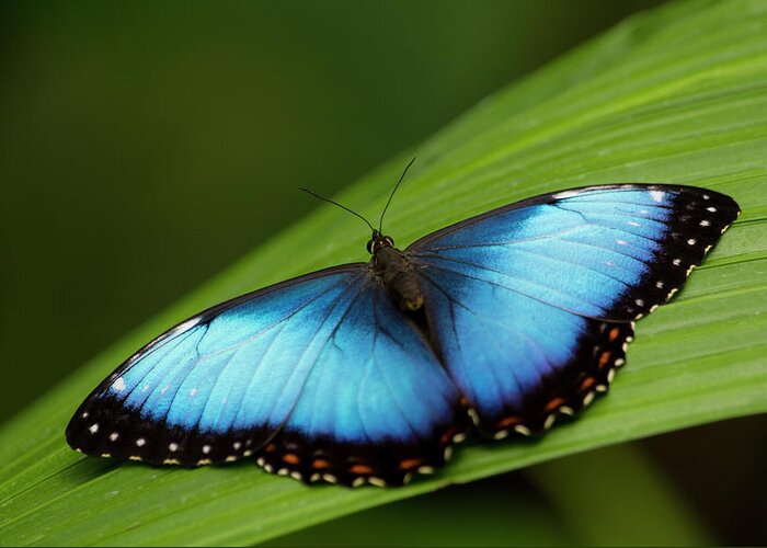 Insect Greeting Card featuring the photograph Open Wings Morpho Butterfly On Leaf by Kryssia Campos