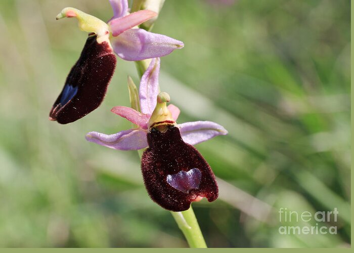 Beautiful Greeting Card featuring the photograph Ophrys Bertolonii by Antonio Scarpi