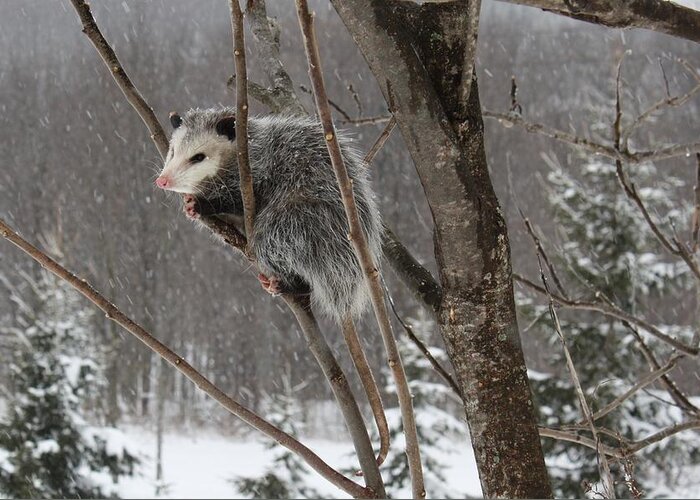 Animal Greeting Card featuring the photograph Opossum in a Tree by Lucinda VanVleck