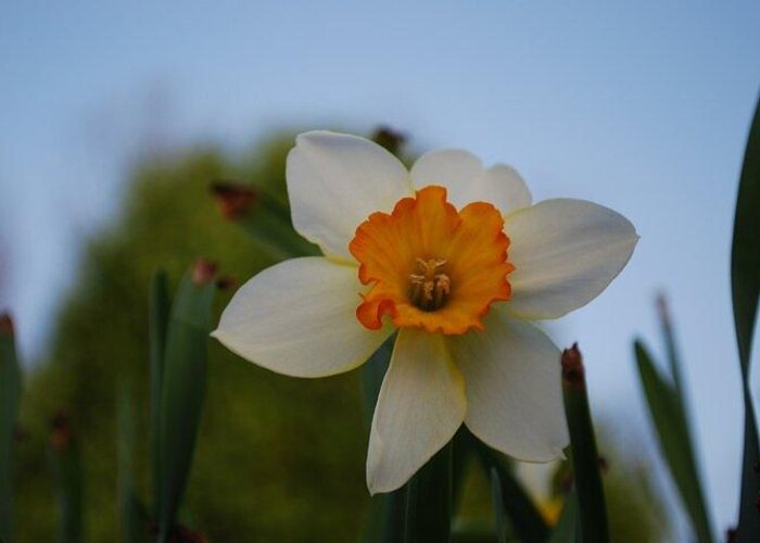 Nature Greeting Card featuring the photograph Orange and White by April Rouse