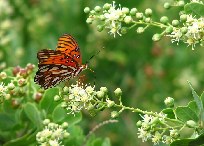 Butterfly Greeting Card featuring the photograph Orange Butterfly by Marcia Socolik