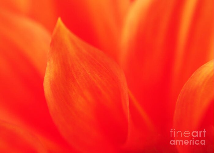 Nature Greeting Card featuring the photograph Orange Dahlia Abstract by Olivia Hardwicke
