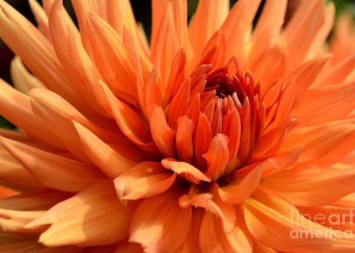 Blossom Greeting Card featuring the photograph Orange Dahlia by Scott Lyons