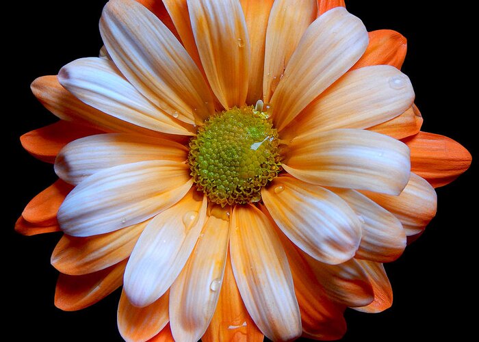 Flowers Greeting Card featuring the photograph Orange Daisy Still Life Flower Art Poster by Lily Malor