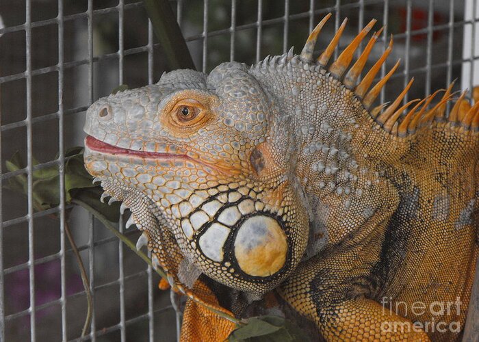 Lizard Greeting Card featuring the photograph Orange Dragon by Erick Schmidt