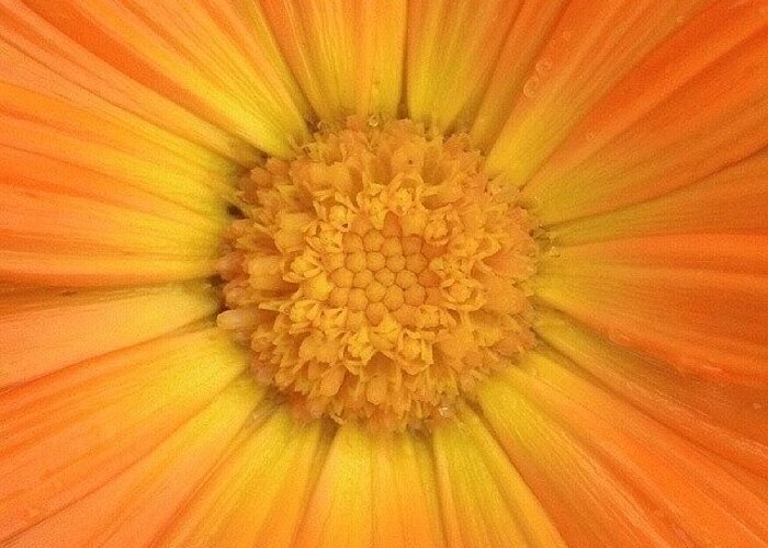 Pollen Greeting Card featuring the photograph #orange #flower #pollen #petals #yellow by The Texturologist