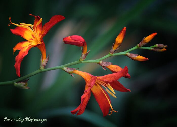 Lily Greeting Card featuring the photograph Orange Lily by Lucy VanSwearingen