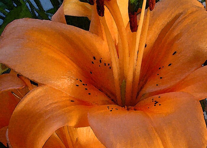 Orange Lily Greeting Card featuring the photograph Orange Lily by Stephen Prestek