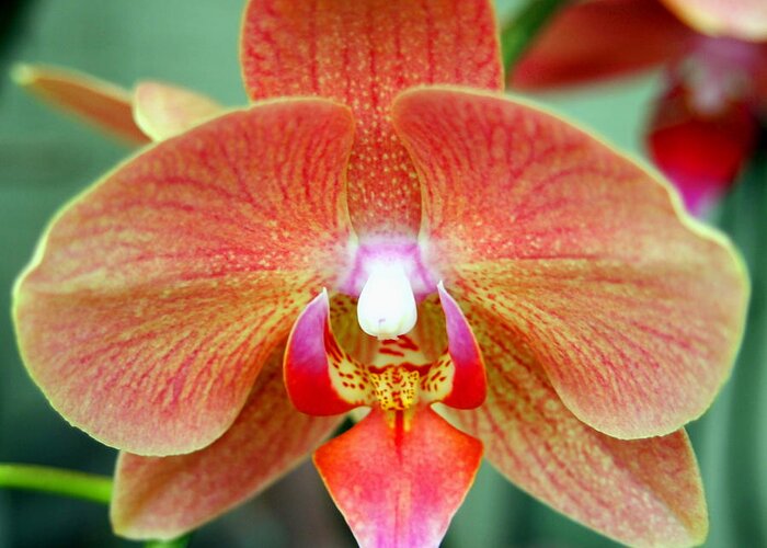 Nature Greeting Card featuring the photograph Orange Orchid Flower by Amy McDaniel