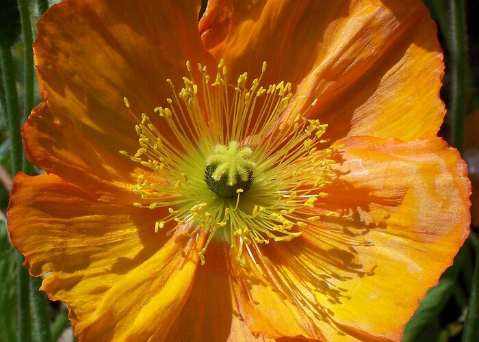 Poppy Greeting Card featuring the photograph Orange Poppy by Geraldine Cote