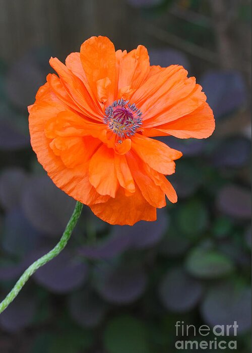 Poppy Greeting Card featuring the photograph Orange Poppy by Steve Augustin
