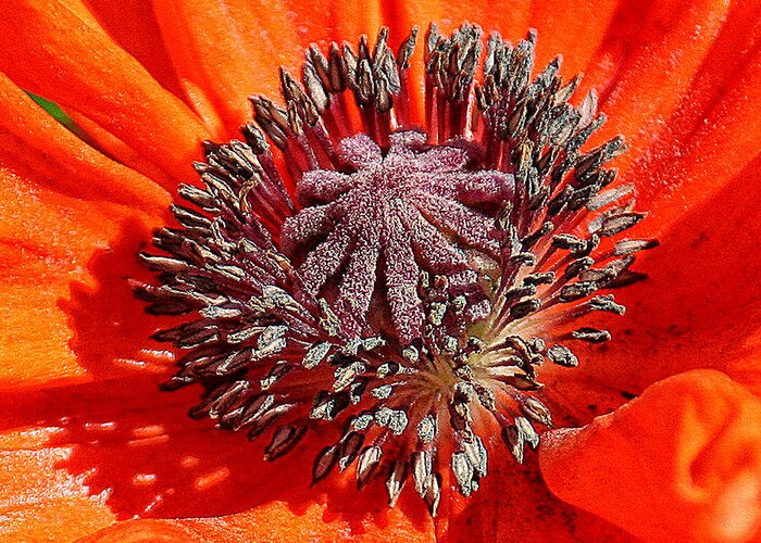 Nature Greeting Card featuring the photograph Orange Poppy by William Selander