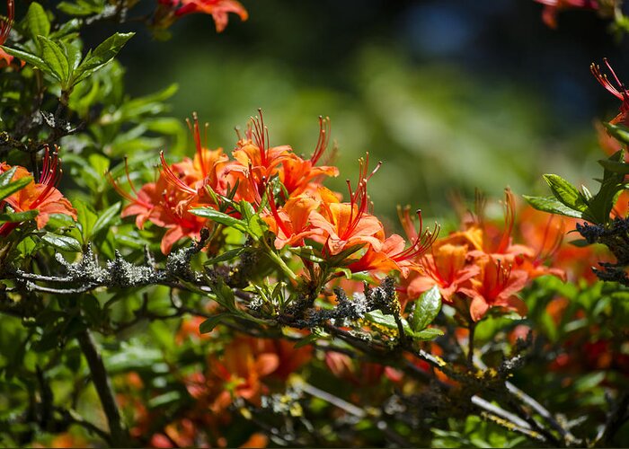 Orange Greeting Card featuring the photograph Orange Rhododendron by Spikey Mouse Photography