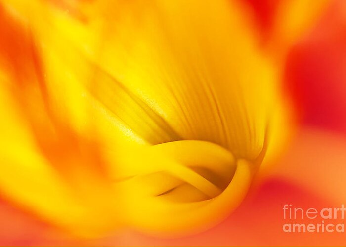 Tiger Lily Greeting Card featuring the photograph Orange Sherbet by Gwen Gibson