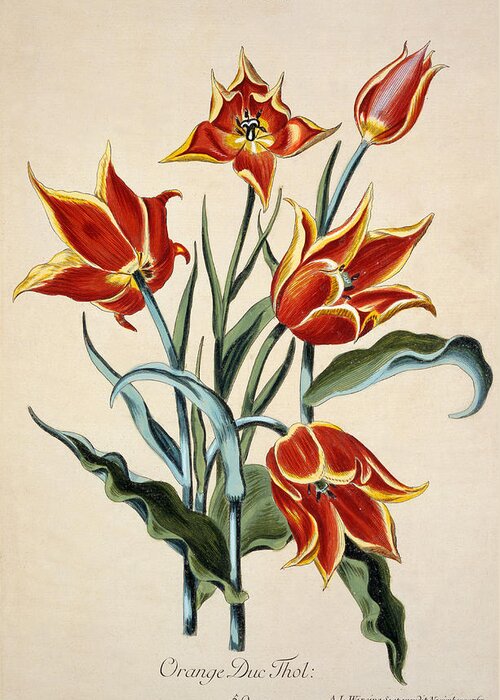 Tulip Greeting Card featuring the painting Orange Tulip by Conrad Gesner