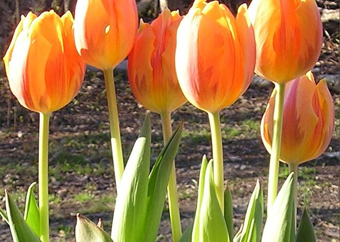 Tulip Greeting Card featuring the photograph Orange Tulips by R Allen Swezey