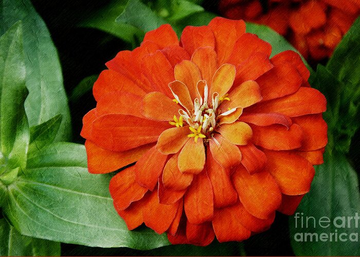 Flower Greeting Card featuring the photograph Orange Velvet Zinnia by Andee Design