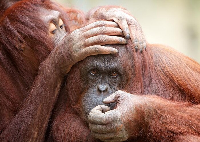 Orangutan Greeting Card featuring the photograph Orangrooming by David Beebe