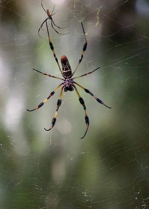 Male And Female Golden Orb Weaver Spider Greeting Card featuring the photograph Orb Weaver 006 by Christopher Mercer
