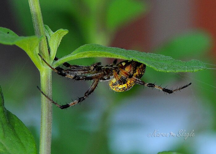 Spider Greeting Card featuring the photograph Orb Weaver Spider by Karen Slagle