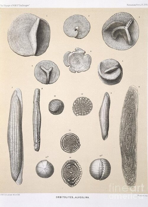Orbitolites Foraminifera, Hms Challenger Greeting Card History