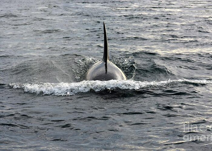Orca Greeting Card featuring the photograph Orca Approach by Gayle Swigart