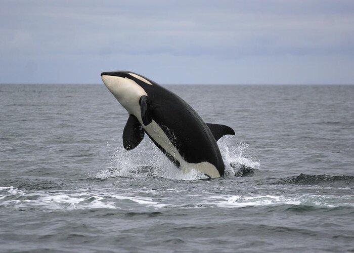 Feb0514 Greeting Card featuring the photograph Orca Breaching Prince William Sound by Hiroya Minakuchi