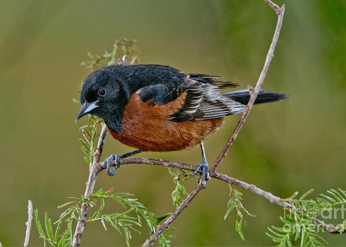 Orchard Oriole Greeting Card featuring the photograph Orchard Oriole by Anthony Mercieca