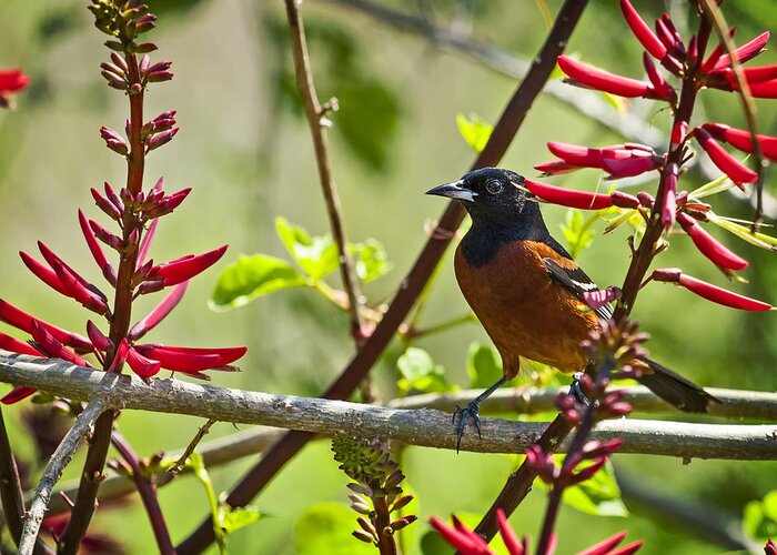 Wing Greeting Card featuring the photograph Orchard Oriole by Bill Franklin