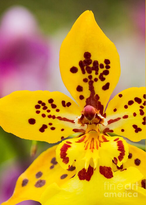 Orchid Greeting Card featuring the photograph Orchid 2 of 3 by Brad Marzolf Photography