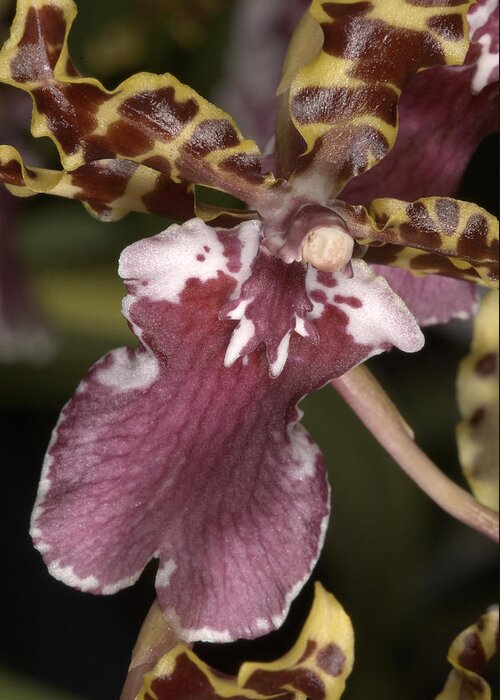 Orchid Greeting Card featuring the photograph Orchid 482 by Wesley Elsberry